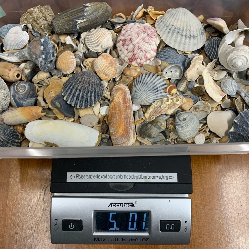 4+ Pounds Seashell Mix OBX OuterBanks Shells